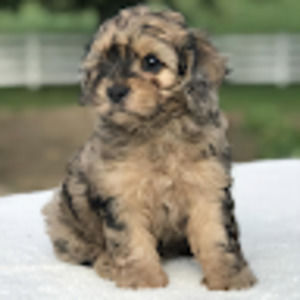 Meet your Posher, Lovell